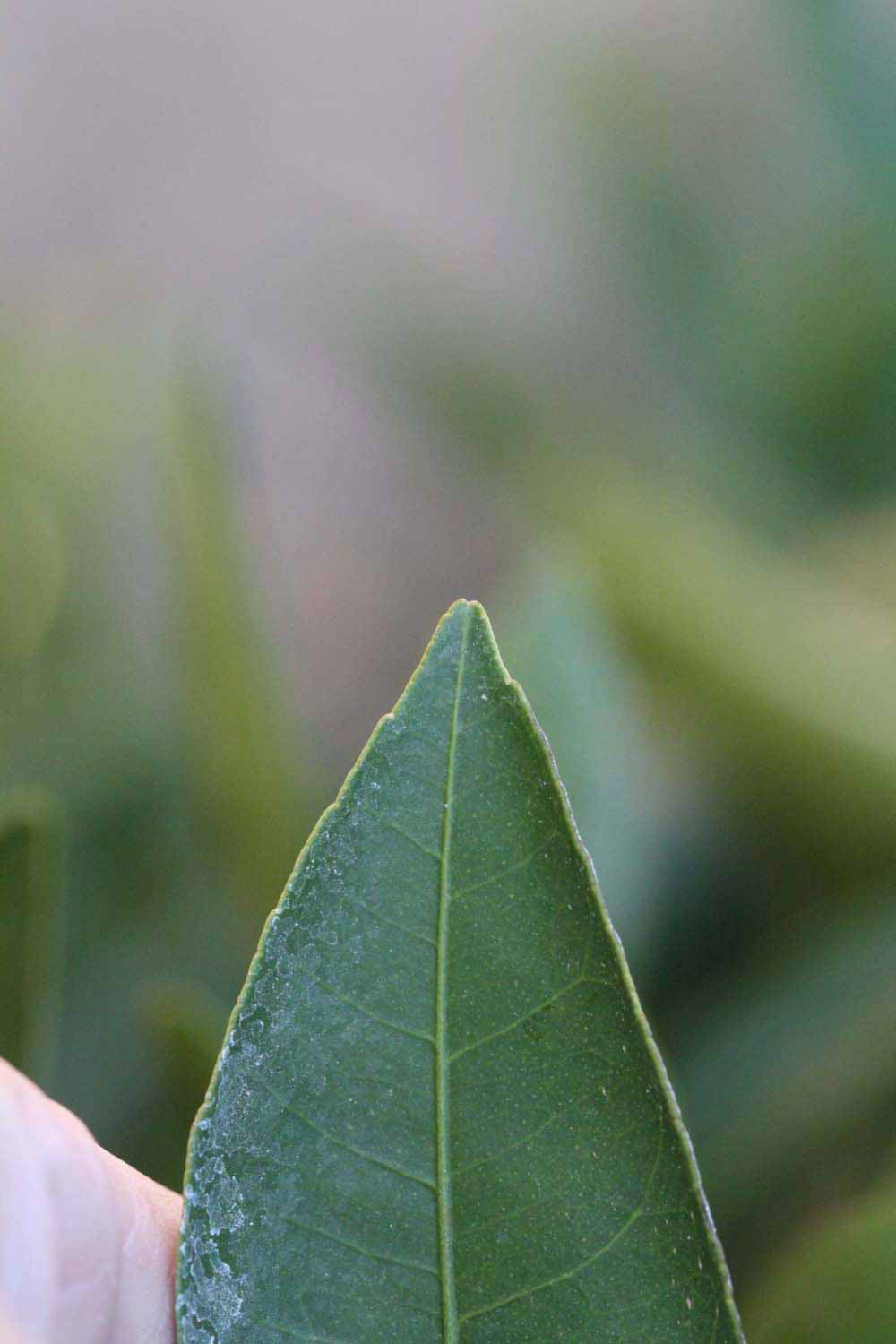              Margin (Riverside, CA)       